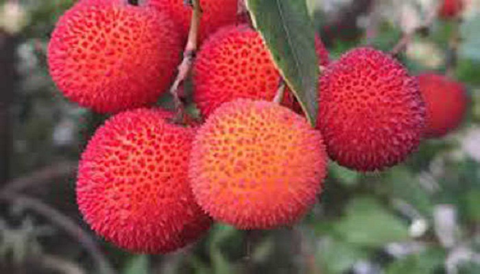 लीची