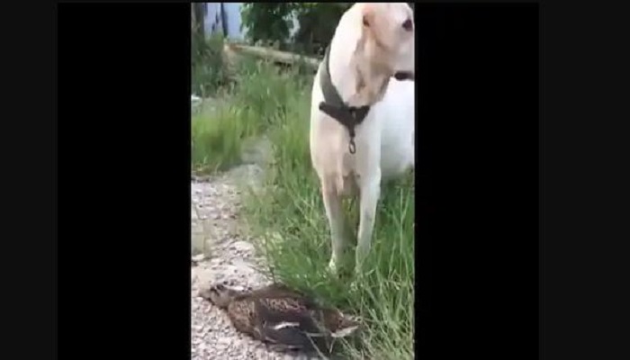 मुर्गे की एक्टिंग से कुत्ता खा गया मात
