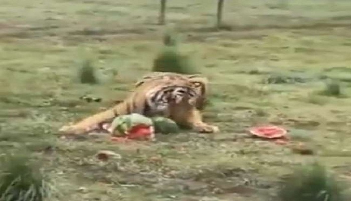 tiger eating watermelon