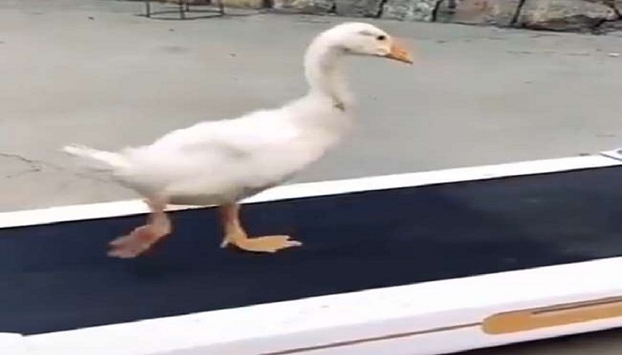 duck walking