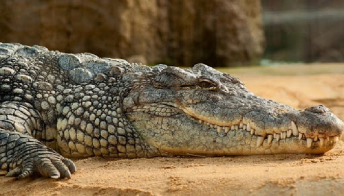 giant crocodile