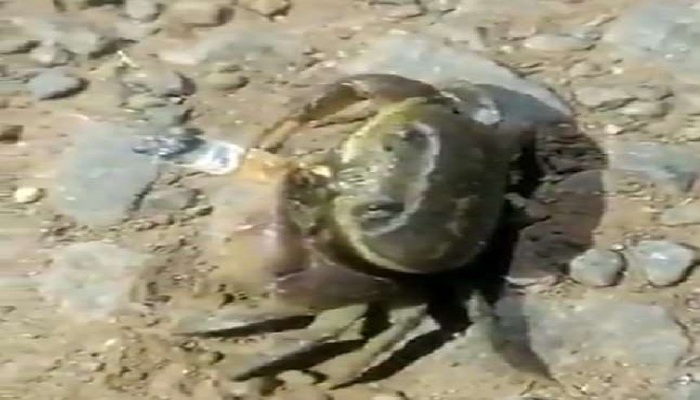 Crab Smoking Viral Video