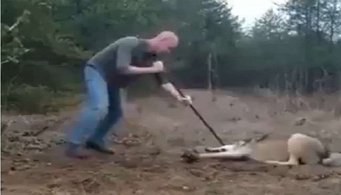 man saving wolf
