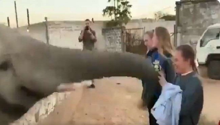 elephant teach lesson