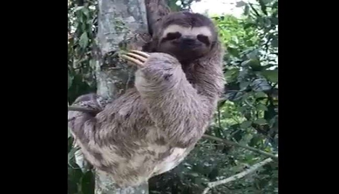 Man helps sloth