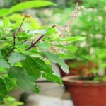 Tulsi