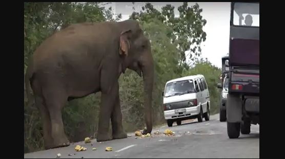 हाथी ने वसूला टोल टैक्स Elephant collected toll tax