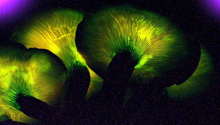 bioluminescence mushrooms