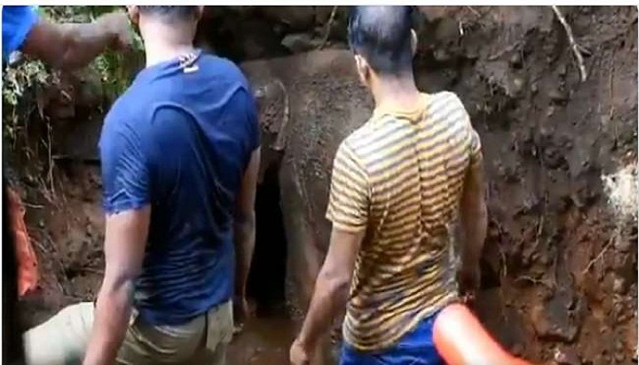elephant stuck in pit