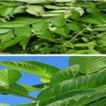 Homemade Anti Ageing Cream