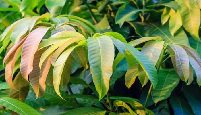 kadha