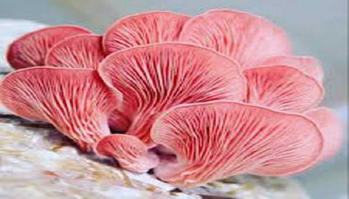 पिंक मशरूम Pink mushroom