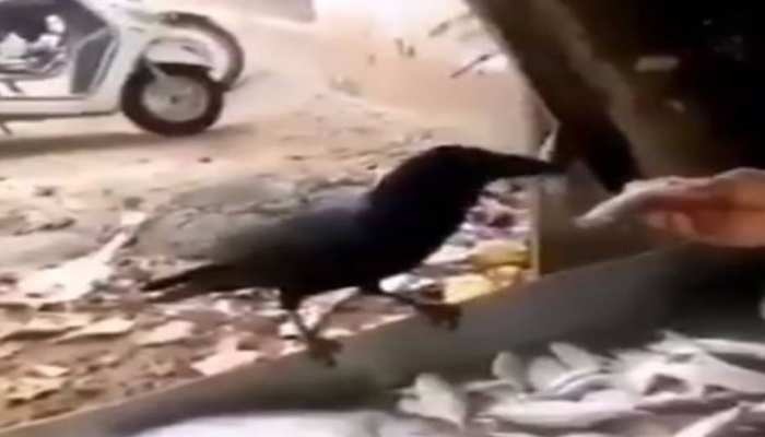 crow vedio