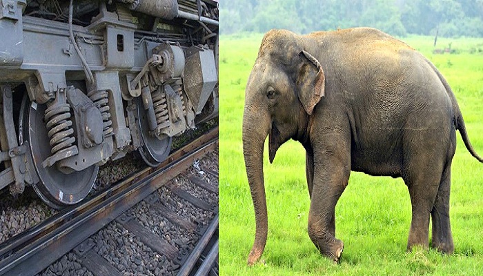 elephnat hit the Puri-Surat Express train