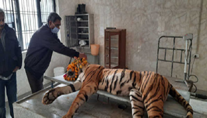 बाघिन इप्षिता की मौत Tigress Ipshita dies