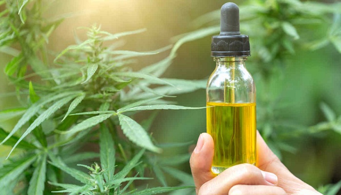भांग को दवा के रूप में मिली मान्यता Cannabis Recognized as Drug