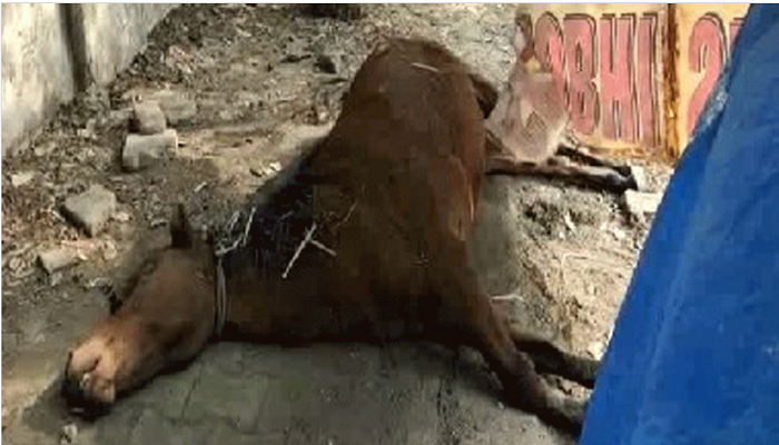 Owner beaten to death by mare