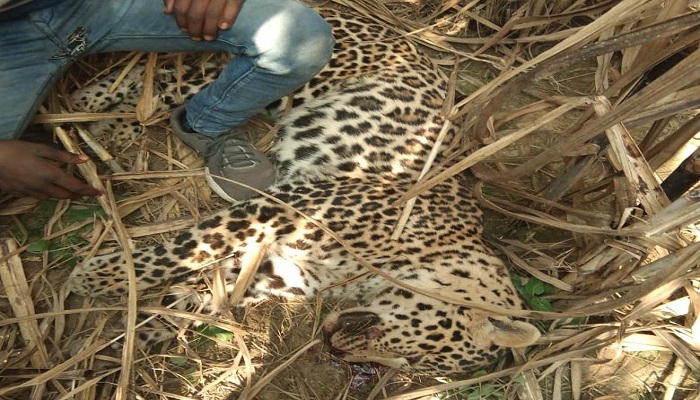 Leopard's body found