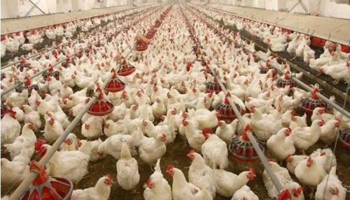 poultry development policy