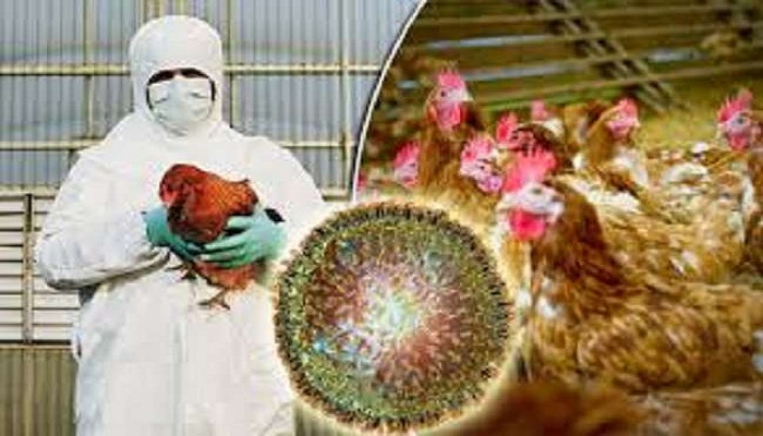 बर्ड फ्लू पर हाई अलर्ट High alert on bird flu
