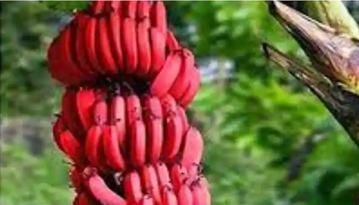 benefits of red banana