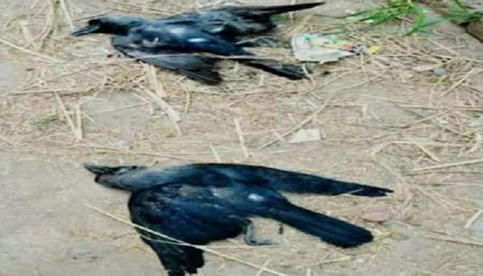 death of 100 crows