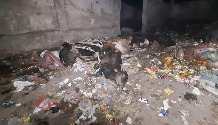 bodies of cows found in litter