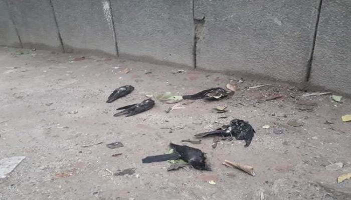 crow died in delhi
