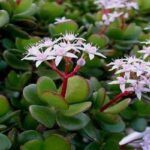 Crassula