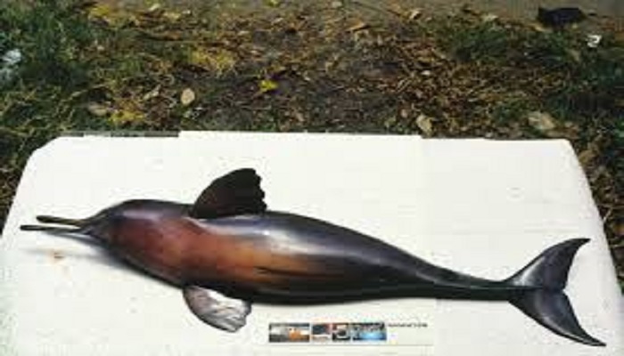 Dead dolphin found