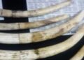 Four forest smugglers arrested with ivory
