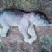 Elephant's body found