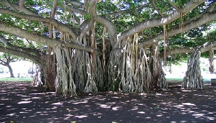 heritage tree