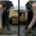 elephant dance video