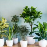 Plants