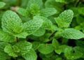 Keep fit to keep healthy by consuming mint in summer