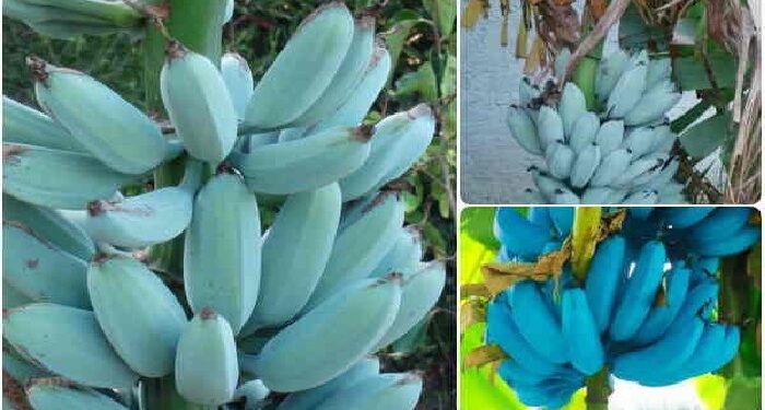 If you are fond of eating bananas, then surely eat blue banana once