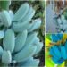 If you are fond of eating bananas, then surely eat blue banana once