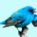 Twitter launches Birdwatch Notes