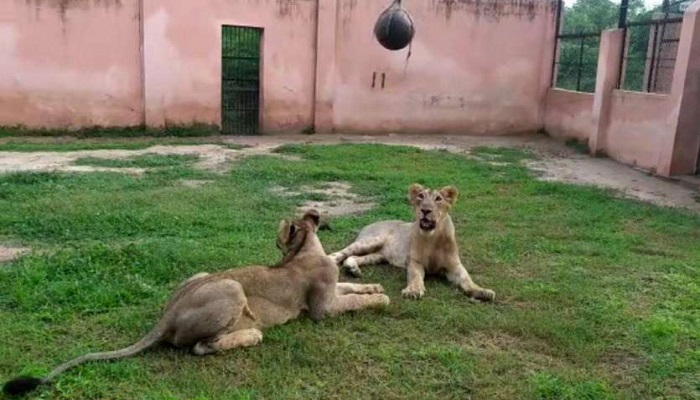 Etawah Lion Safari