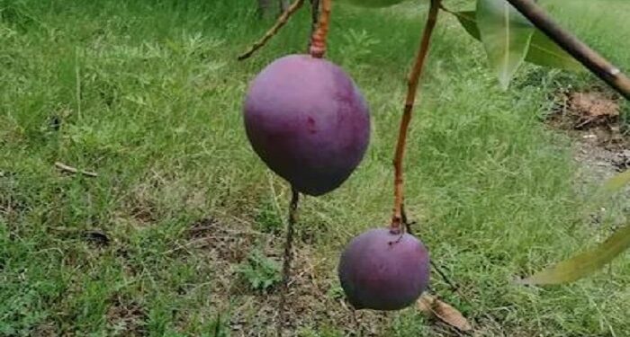 expensive mango