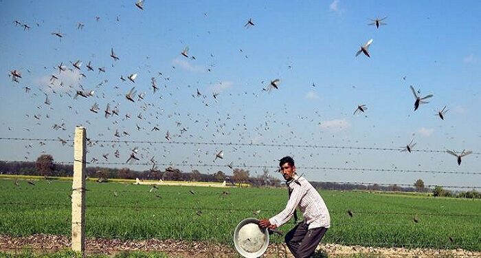 locust attack