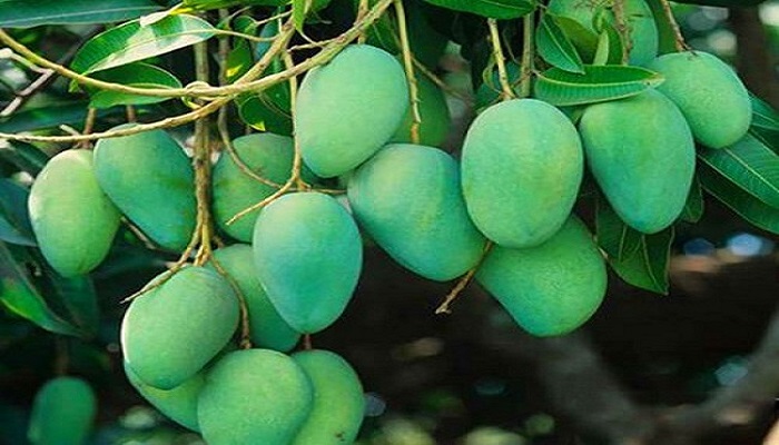 dussehri mango