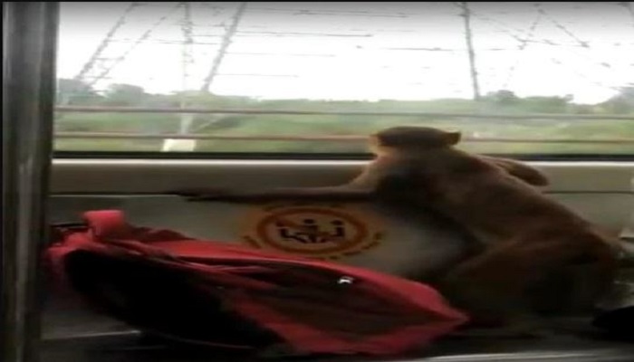 monkey traveled in metro