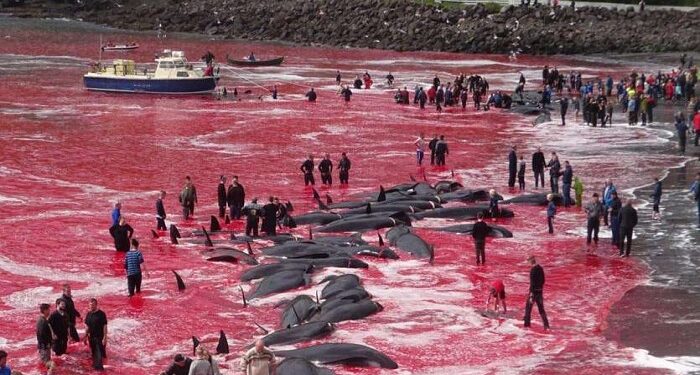 sea has become red with blood