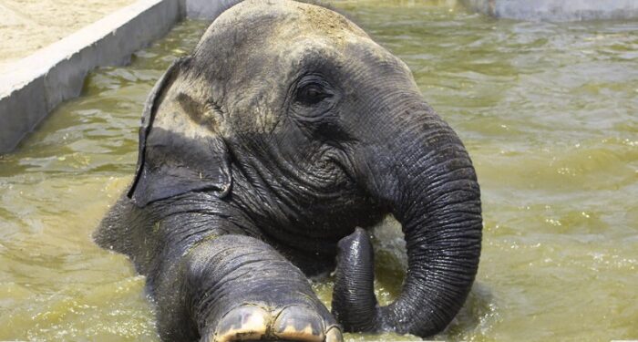 Swimming pool built to protect elephants from heat in Churmura village