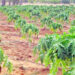 Papaya Farming