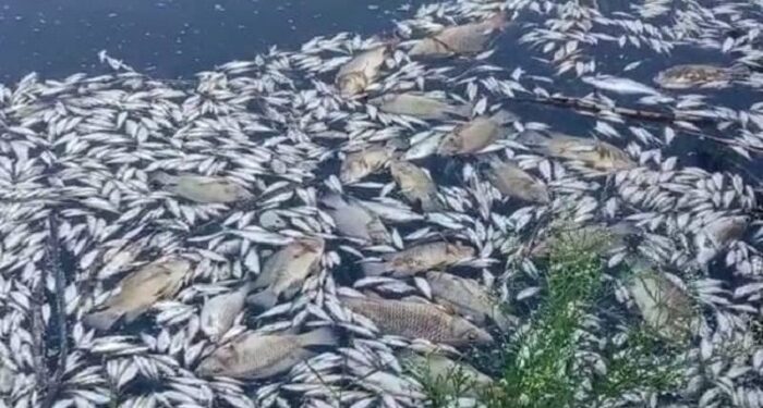 Thousands of fish dead