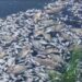 Thousands of fish dead