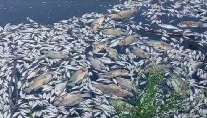 Thousands of fish dead